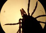 Zecke unter dem Mikroskop © Dr. Klaus Hejny Zecke unter dem Mikroskop