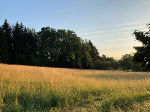 Wiese in Graz © Dr. Klaus Hejny Wiese in Graz