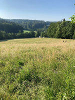 Wiese in Graz © Dr. Klaus Hejny Wiese in Graz