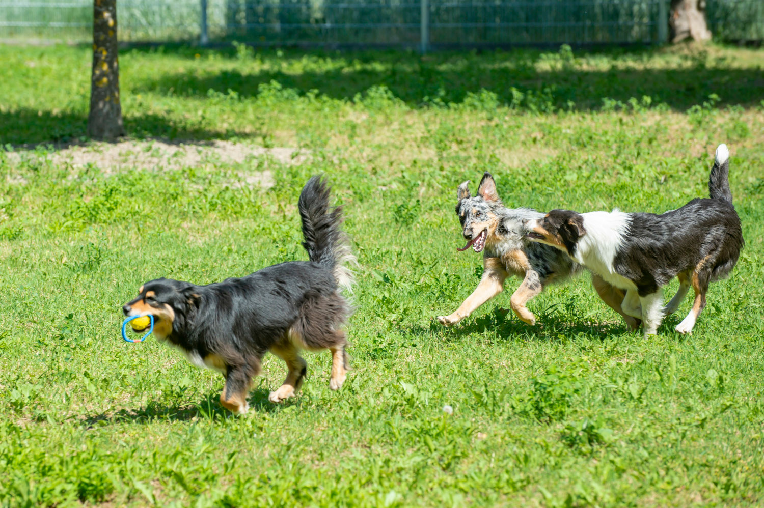 Auf den Grazer Hundewiesen