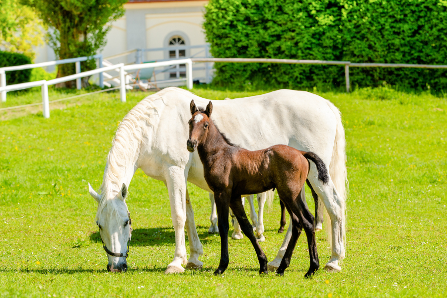 Lipizzanergestüt Piber