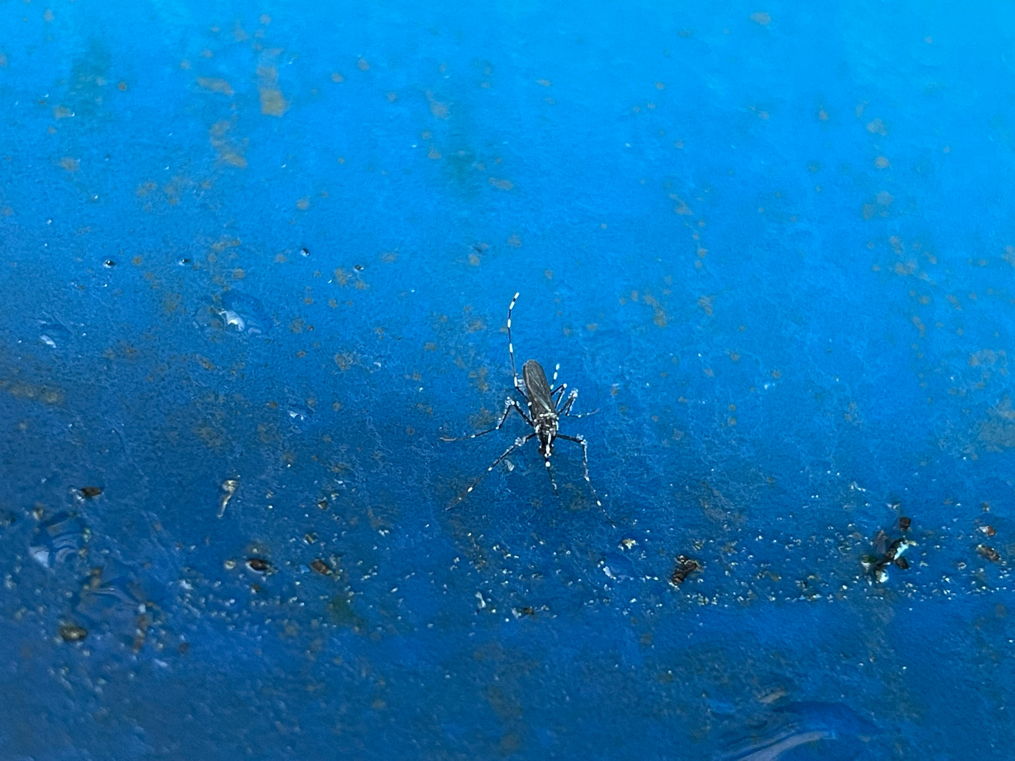 Eine Tigermücke bei der Eiablage am Wasserrand