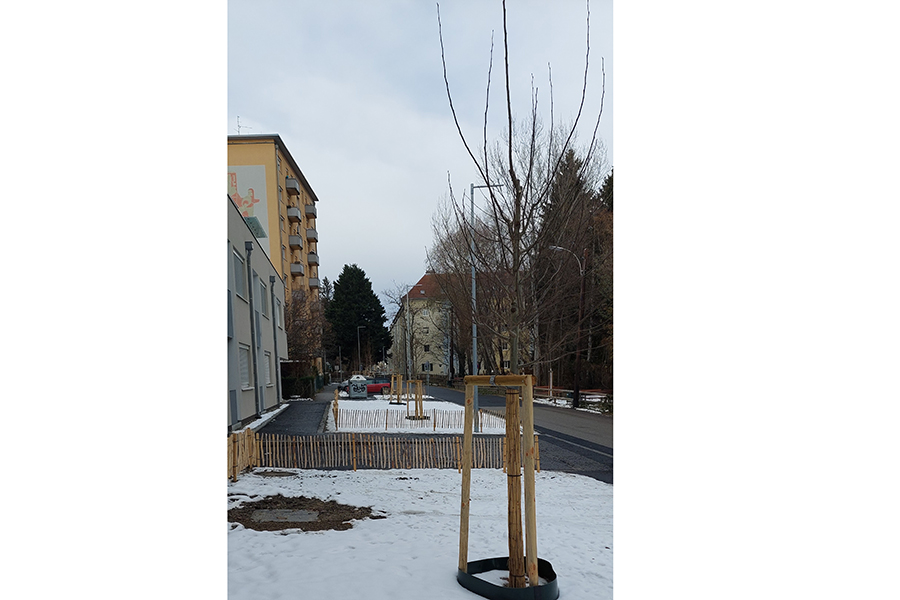 Vor dem Winter abgeschlossen: die Umgestaltung der Zeillergasse mit neuen Bäumen. © Stadt Graz/Altendorfer Vor dem Winter abgeschlossen: die Umgestaltung der Zeillergasse mit neuen Bäumen.