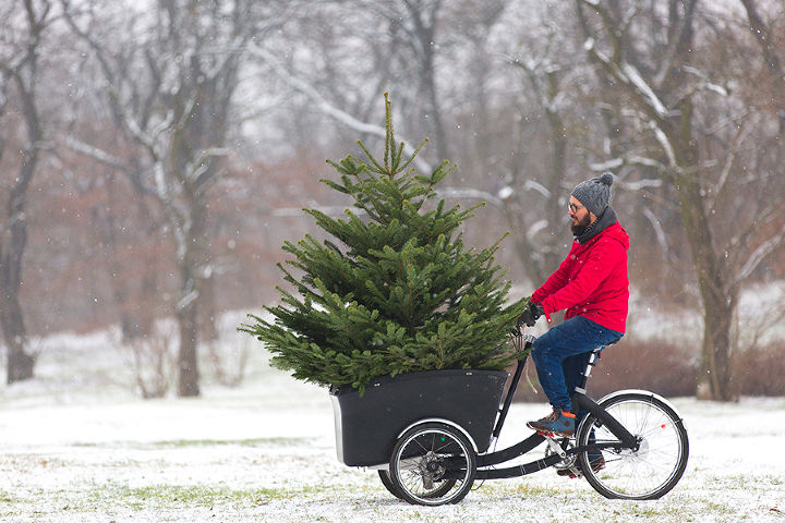 Christbaum entsorgen