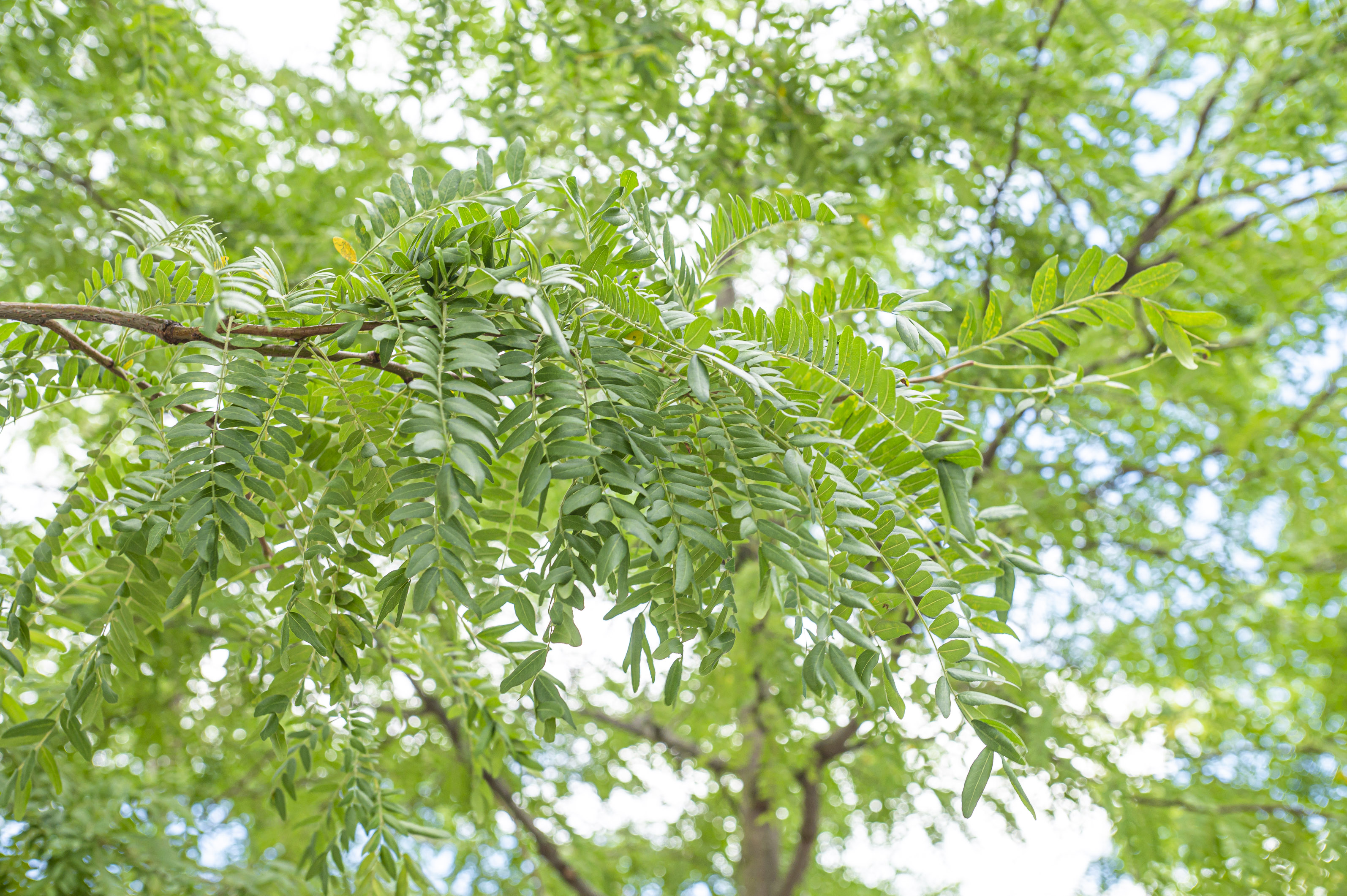 Gleditschie (Gleditsia triacanthos)