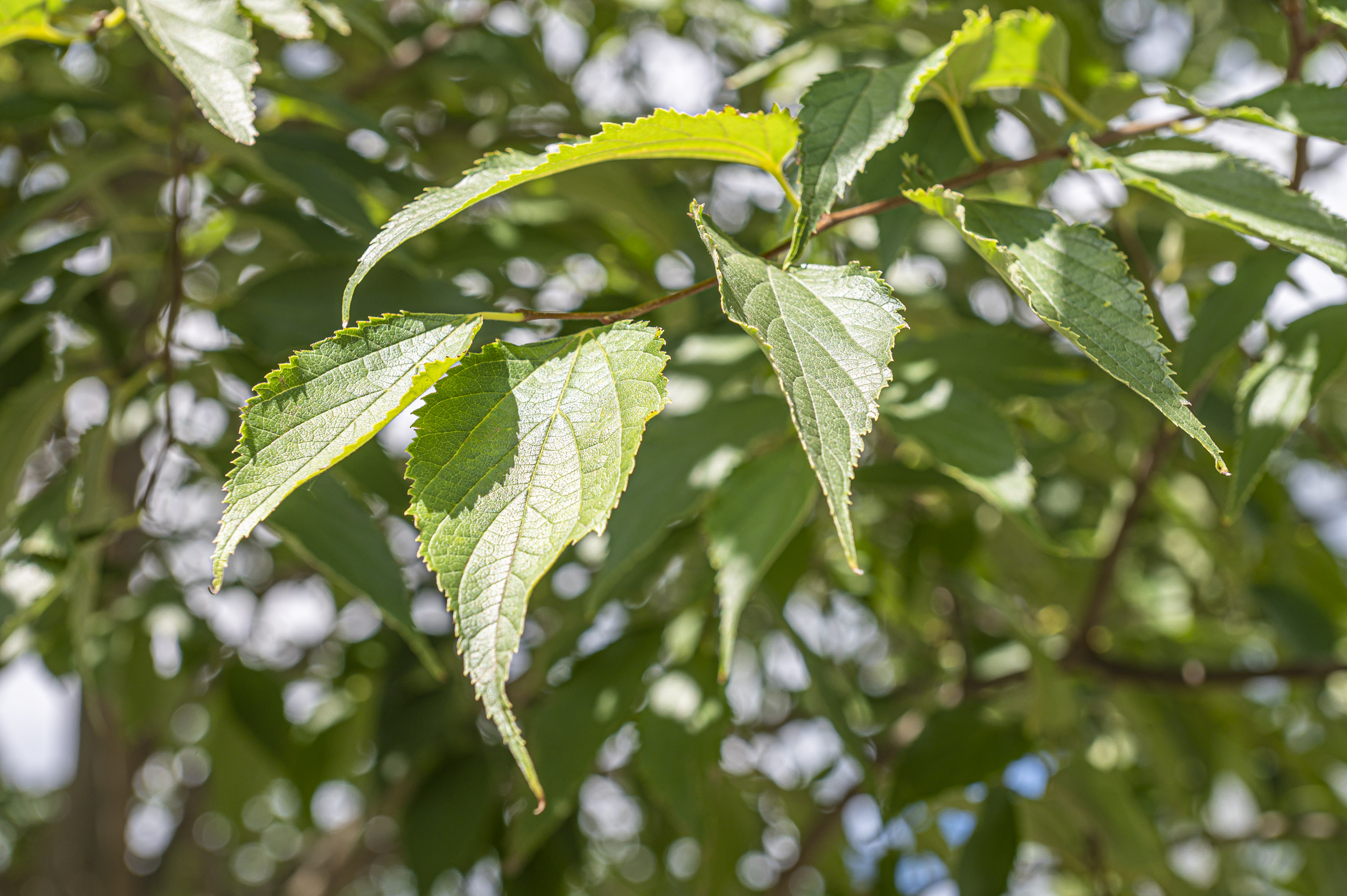 Zürgelbaum (Celtis)