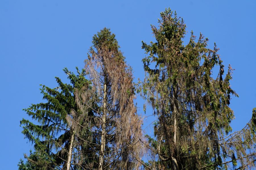 Borkenkäferbefall