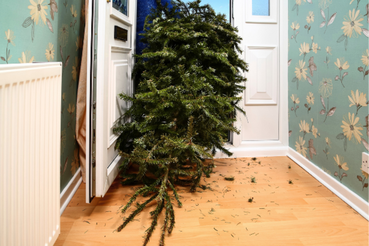 Ab zur nächsten Christbaumsammelstelle