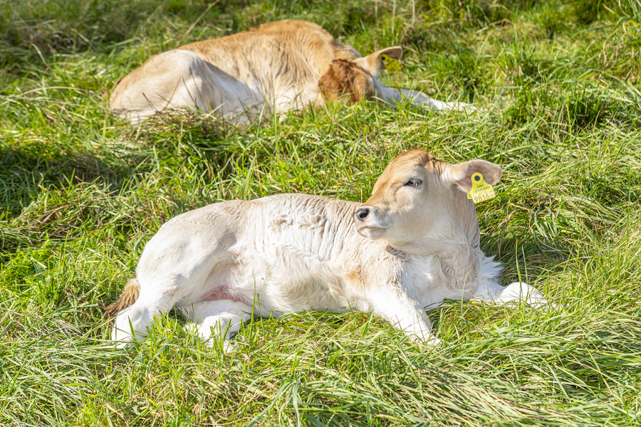 Grazer Lustbühel: Kuhherde durch Böller verschreckt, zwei Kälber wurden verletzt.