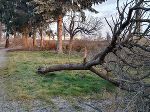 Biotopbaum liegend