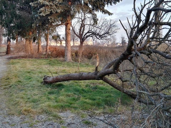Biotopbaum liegend