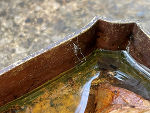 Eine Tigermücke bei der Eiablage am Wasserrand im Herbst