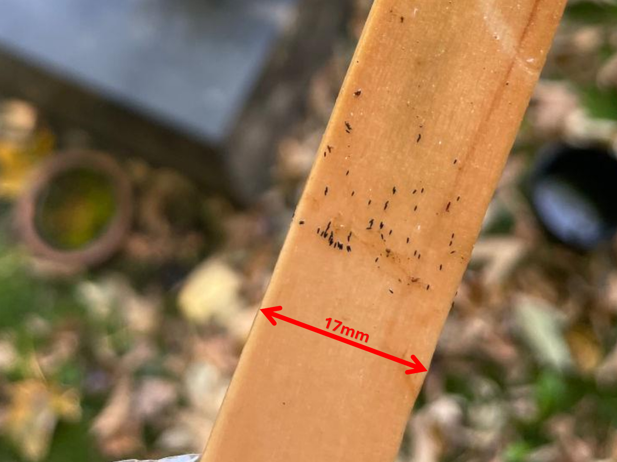 Abgelegte Tigermückeneier in einer Falle © Erwin Wieser | Stadt Graz Abgelegte Tigermückeneier in einer Falle