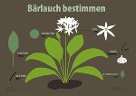 Bärlauch bestimmen