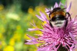 Wildbiene