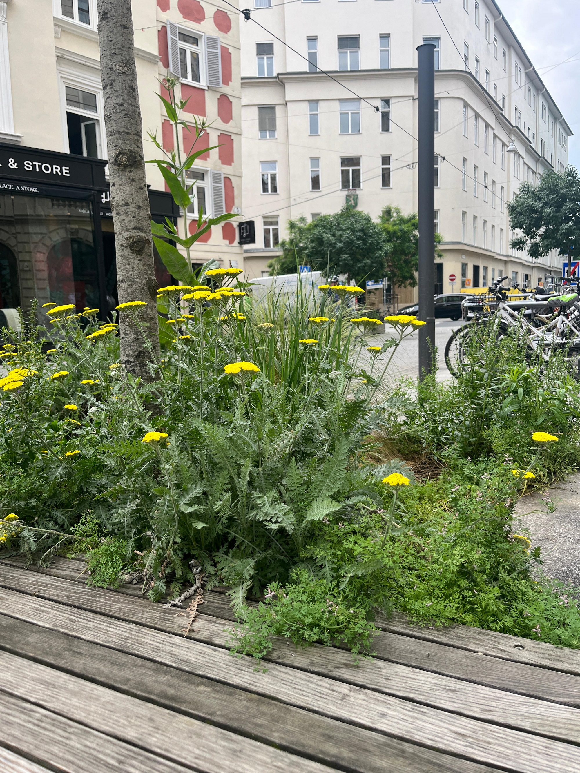 Graz blüht auf © Stadt Graz Graz blüht auf