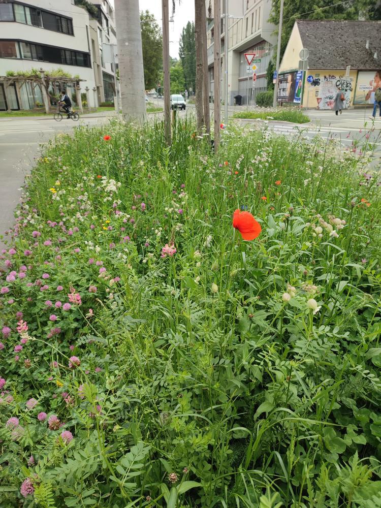 Graz blüht auf © Son Zav Graz blüht auf