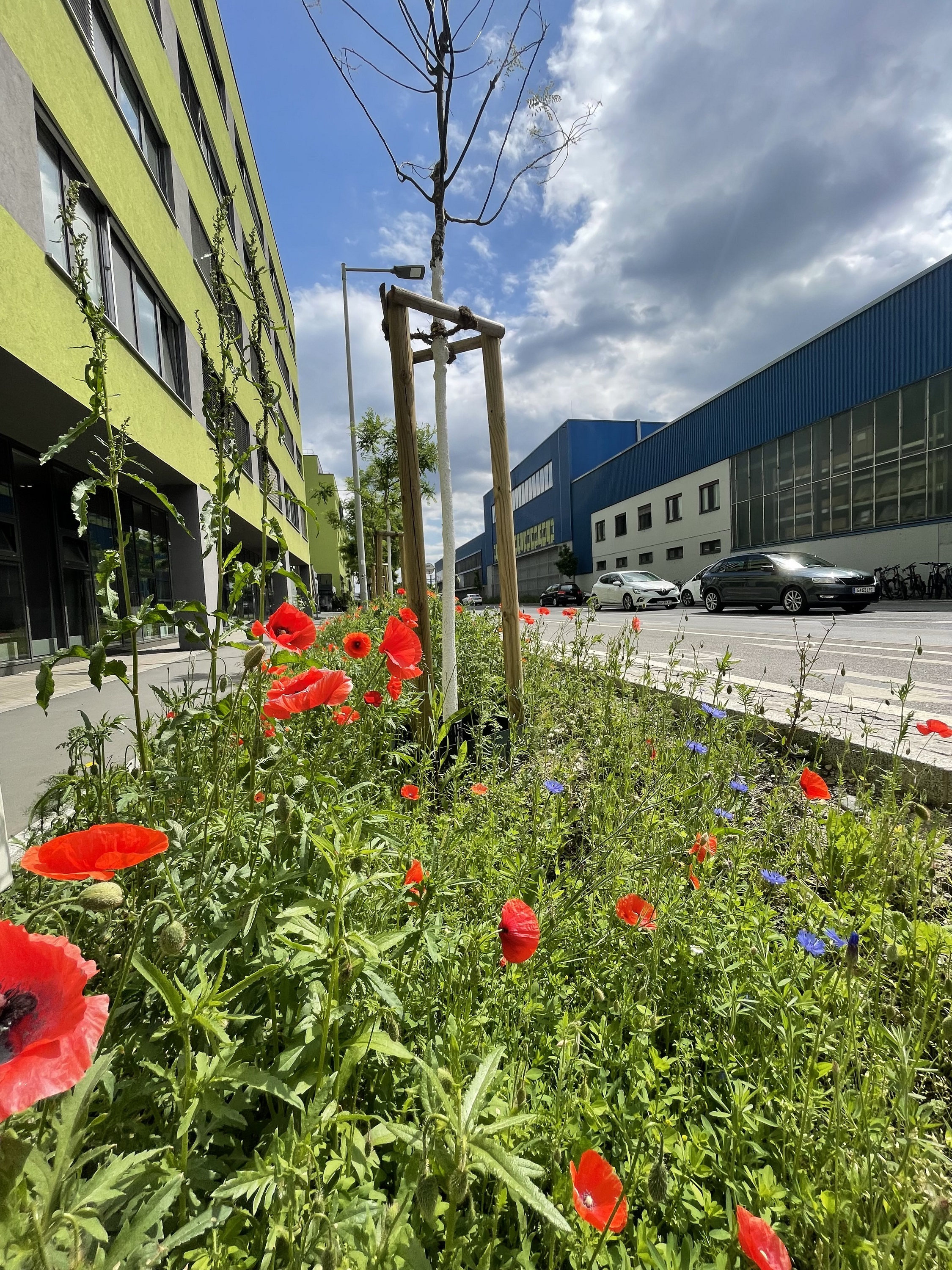 Graz blüht auf © M. Eichberger Graz blüht auf