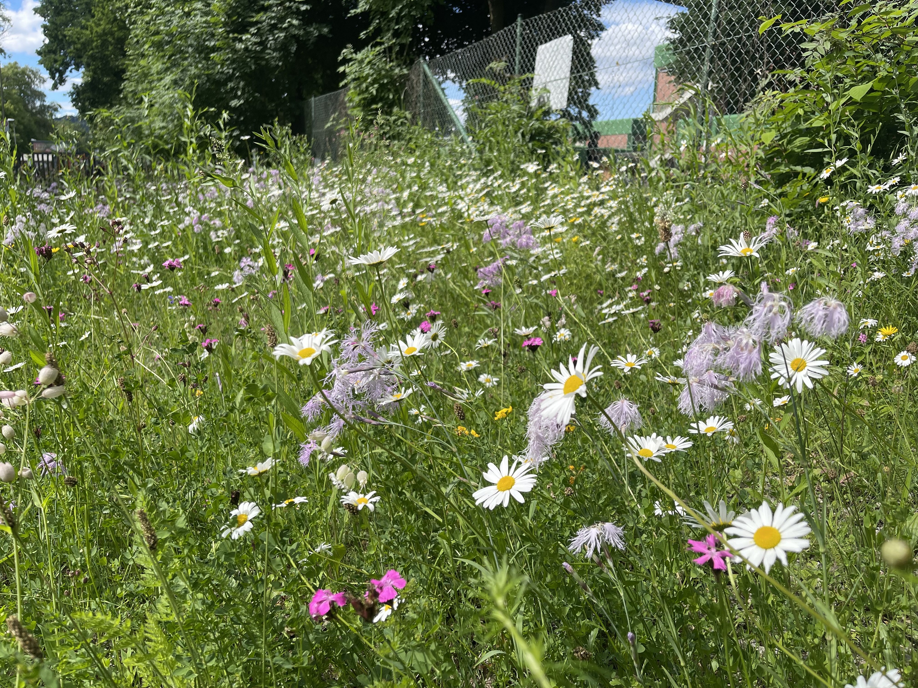 Graz blüht auf © M. Eichberger Graz blüht auf