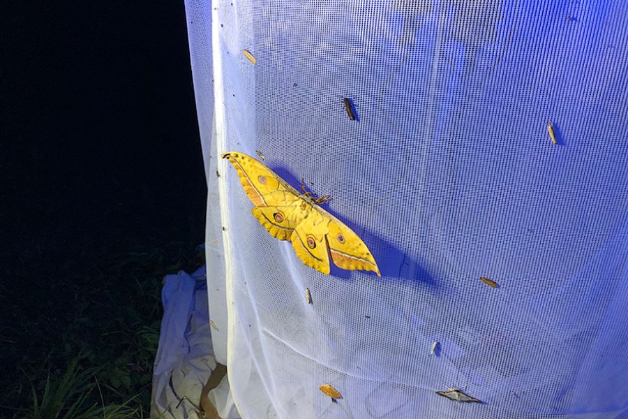 Schmetterling © Daniela Zeschko Schmetterling