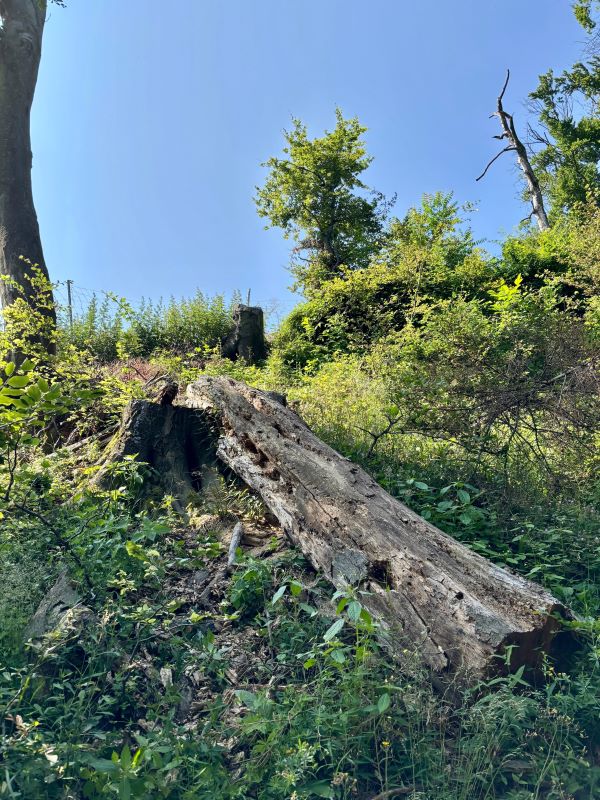 Totholz © Stadt Graz/Grünraum&Gewässer Totholz