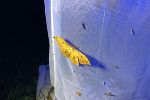Schmetterling 