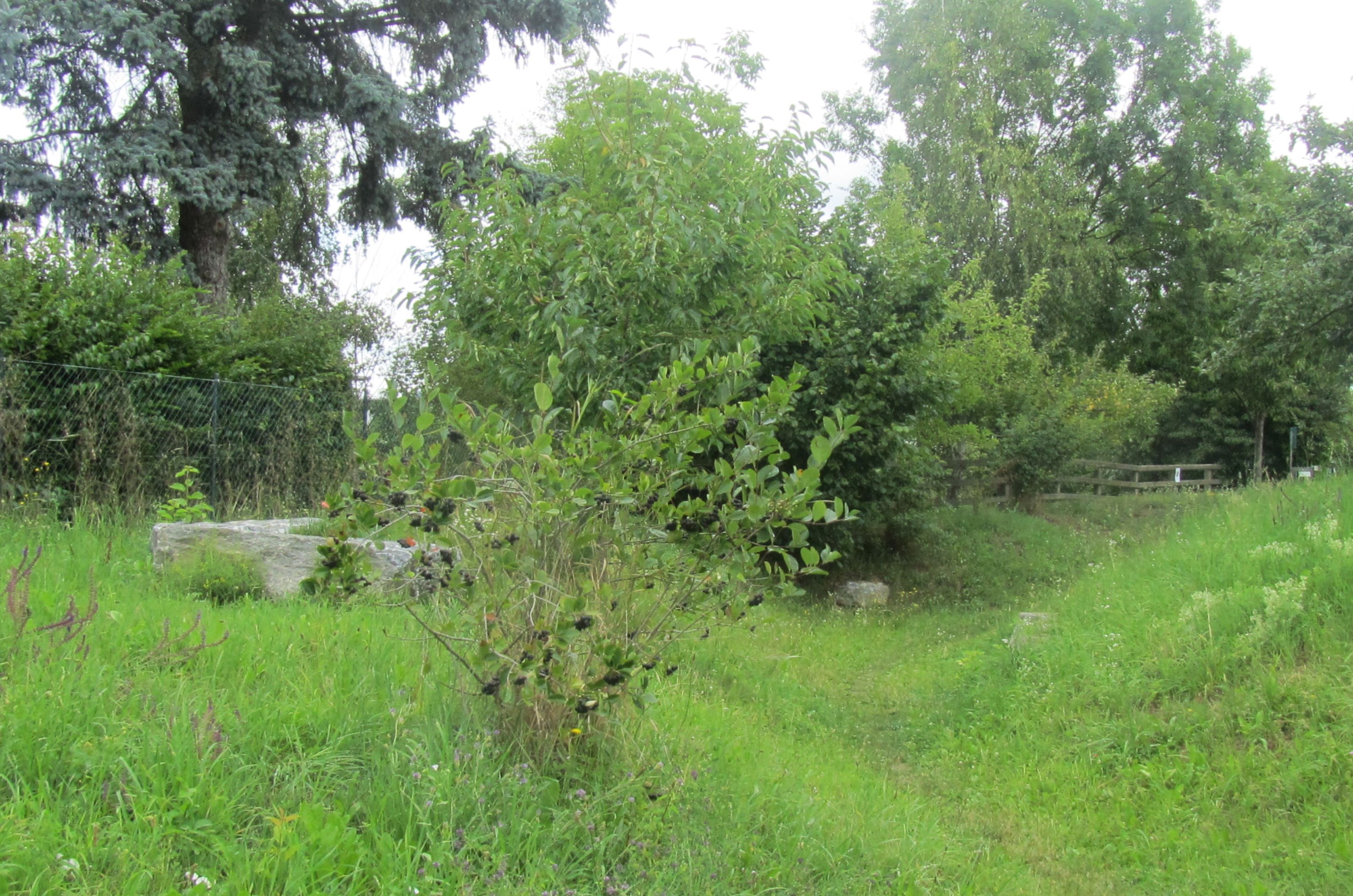 Naschobstwiese