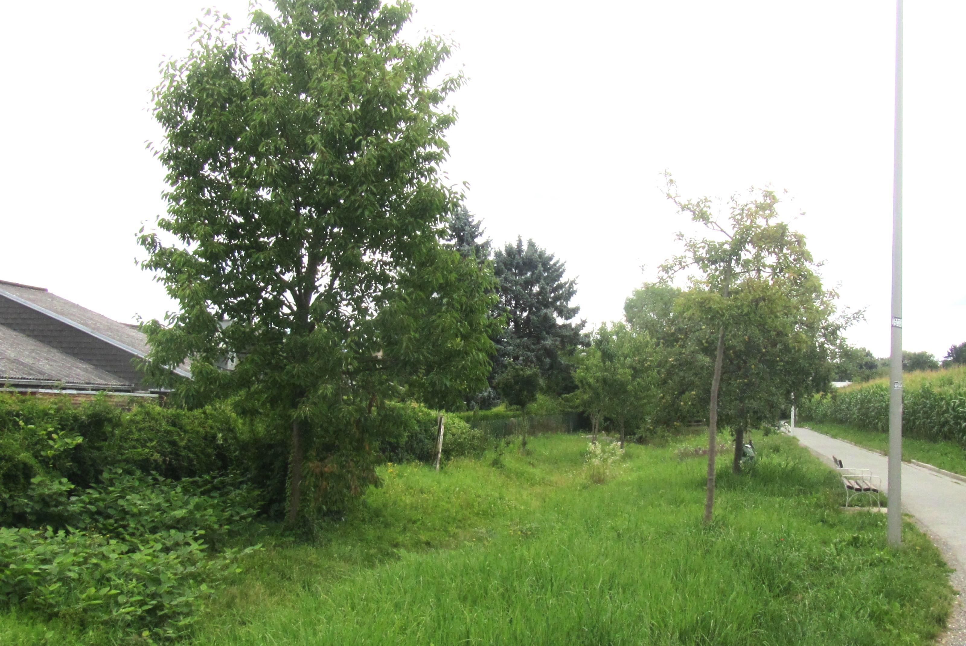 Naschobstwiese