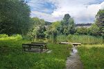 Rielteiche