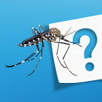 FAQs zur Bekämpfung mit sterilen Tigermücken 