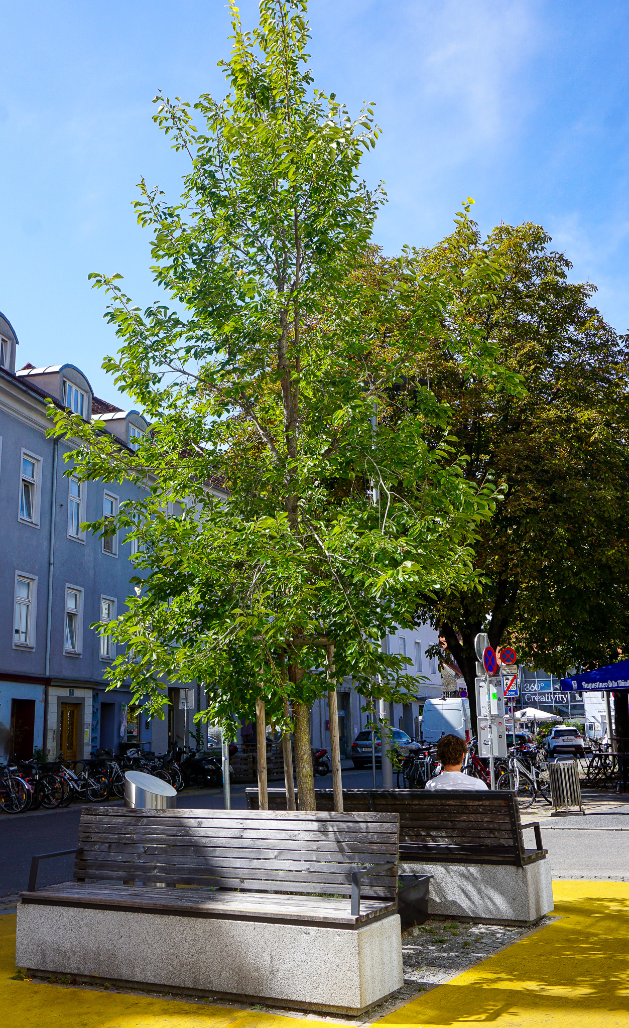 Sitzkombination mit Ulme