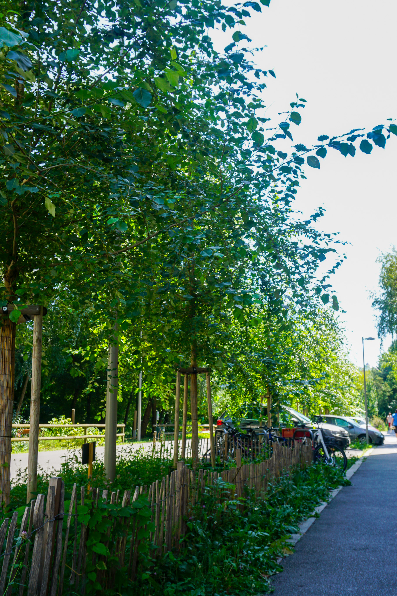 Entsiegelte Fläche Zeillergasse 89, neue Fahrradaufsteller, 6 Neupflanzungen von Säulenbirkenpappeln
