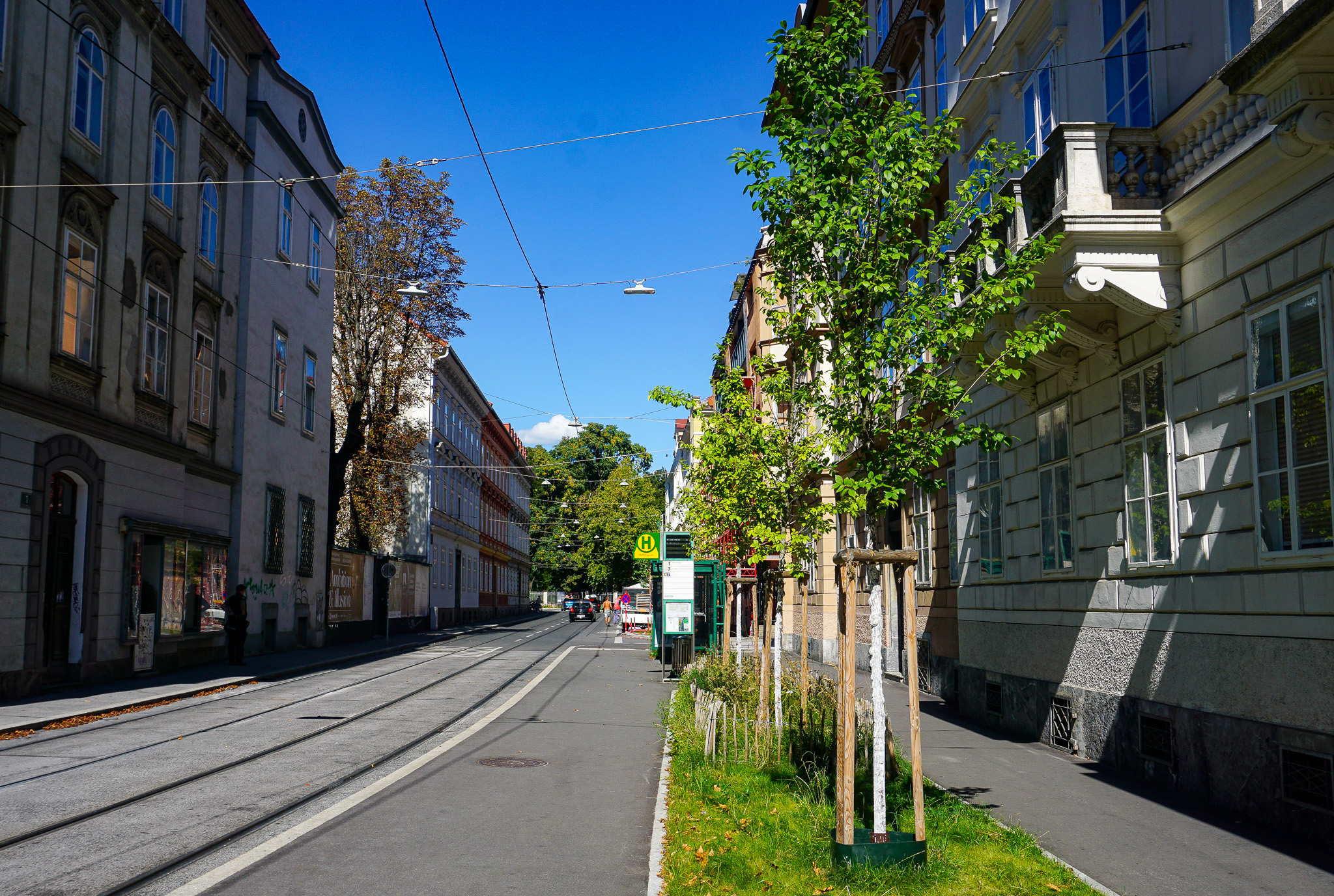 Der neugestaltete Haltestellenbereich Maiffredygasse, Neupflanzung von 3 Ulmen