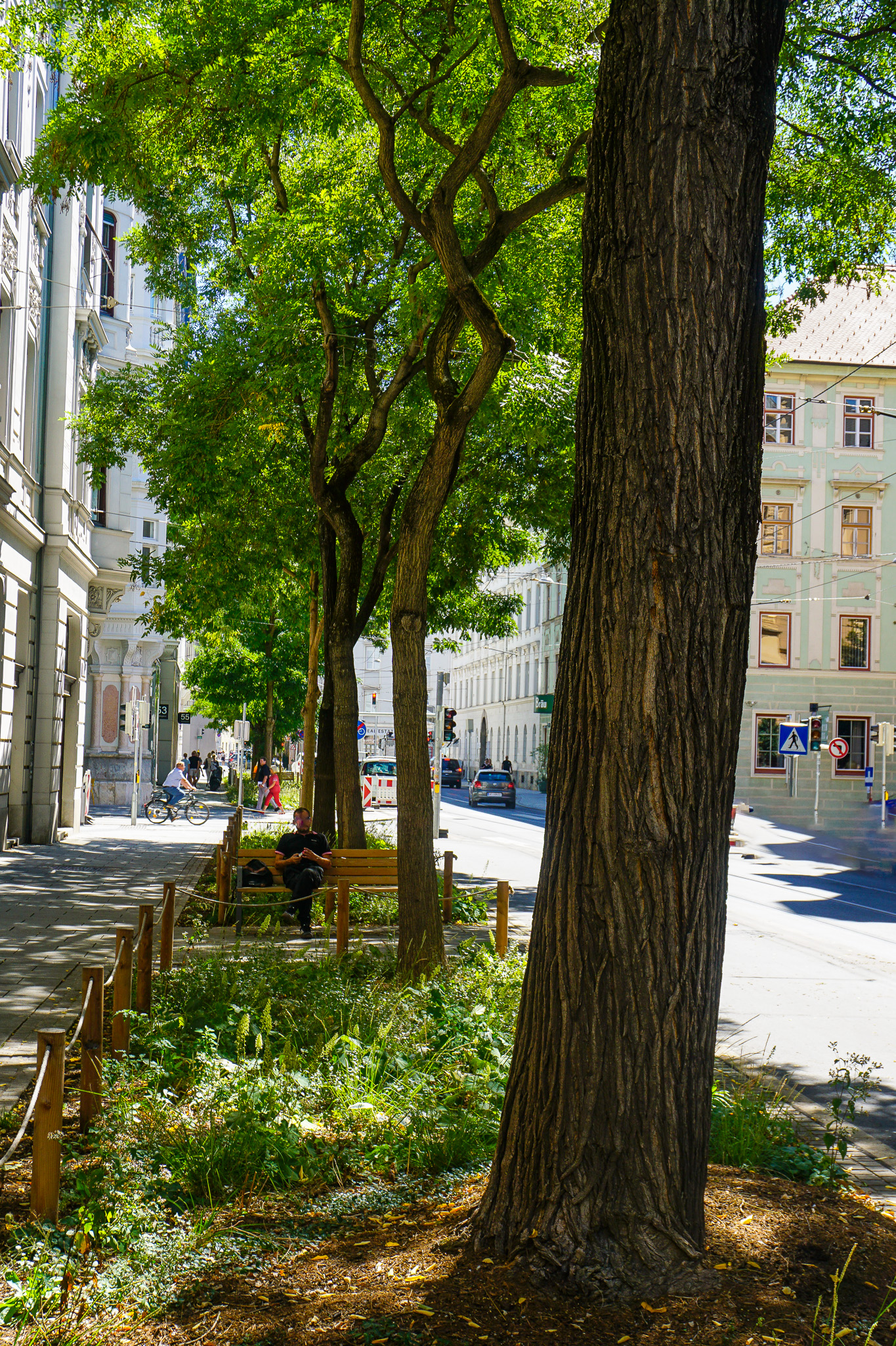 Vergrößerte Baumscheiben der Bestandsbäume mit zusätzlicher Bepflanzung
