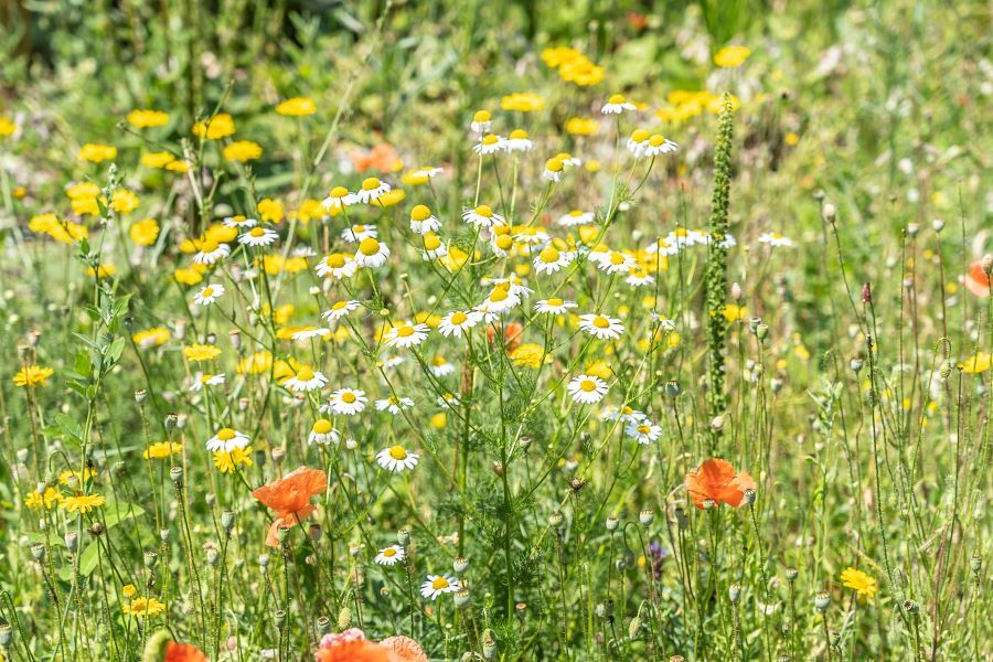Blühwiese 