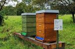 Bienenstöcke 