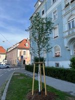 Baumpflanzung am Geidorfgürtel