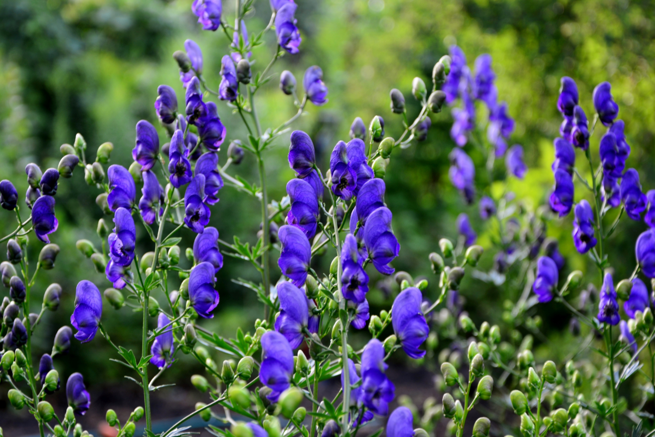 Ratgeber "Giftige Pflanzen"