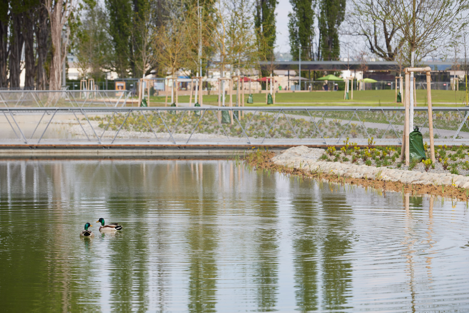 Wasserzeile Enten