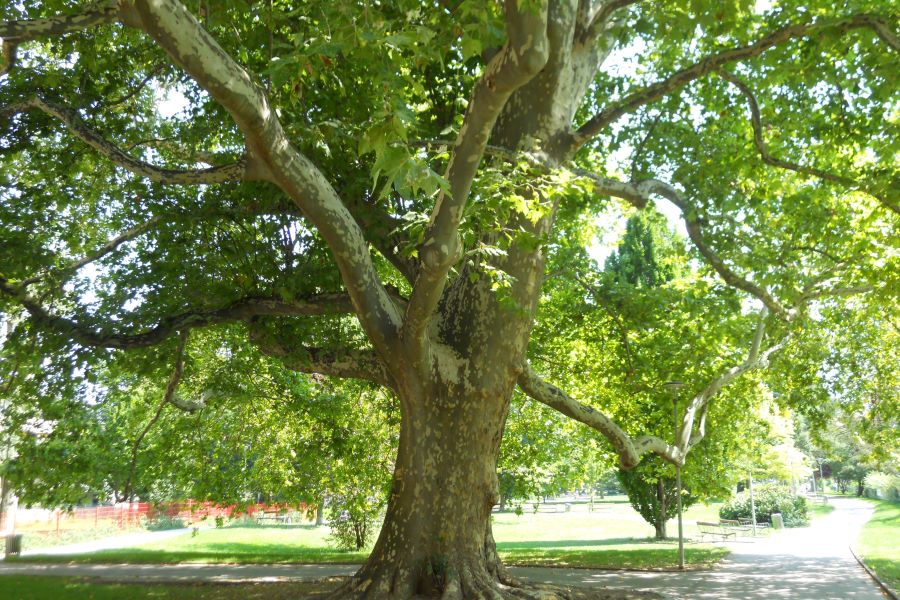 Volksgarten Baum