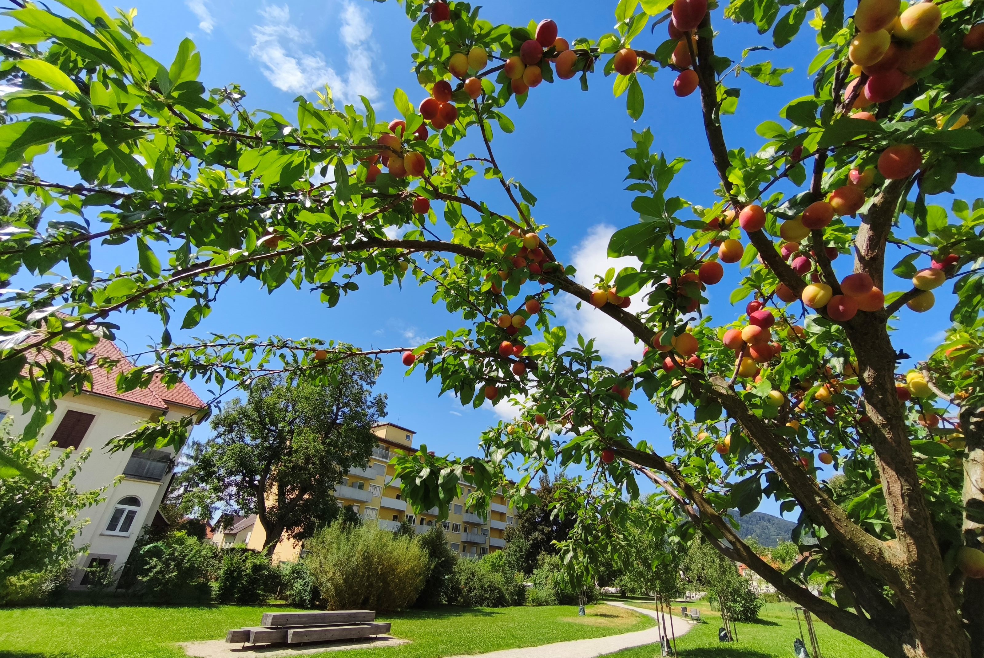 Obstbaum © Stadt Graz/Preinknoll Obstbaum