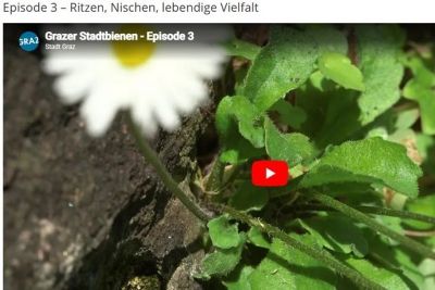 Episode 3 – Ritzen, Nischen, lebendige Vielfalt © youtube Episode 3 – Ritzen, Nischen, lebendige Vielfalt