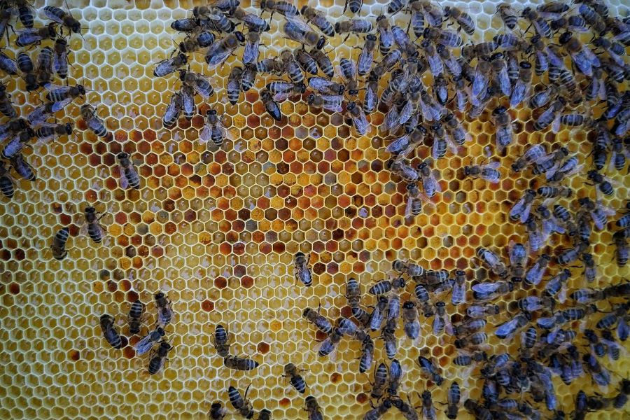Bienenwabe © Stadt Graz/Grünraum&Gewässer Bienenwabe