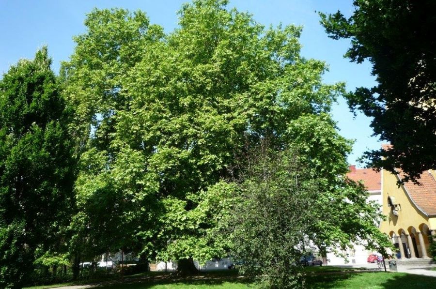 Platane © Stadt Graz/Grünraum&Gewässer Platane