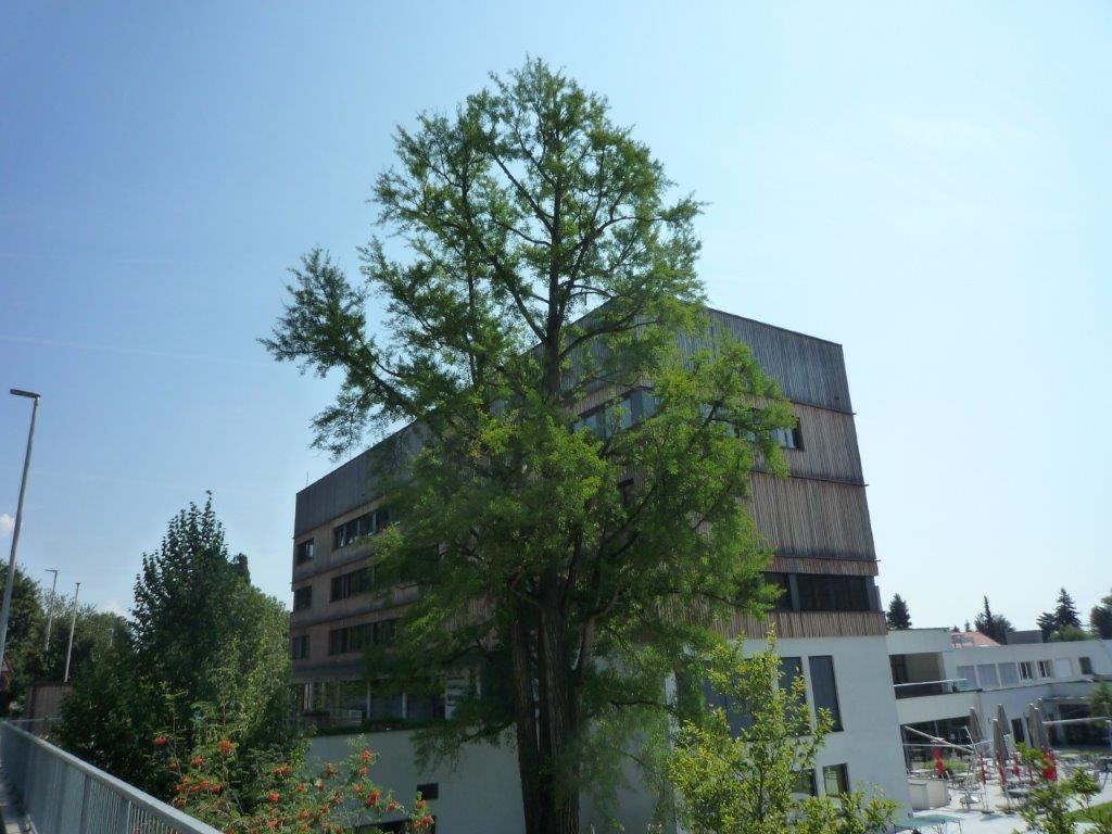 Ginko © Stadt Graz/Grünraum&Gewässer Ginko