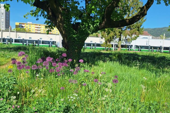 Park Daungasse