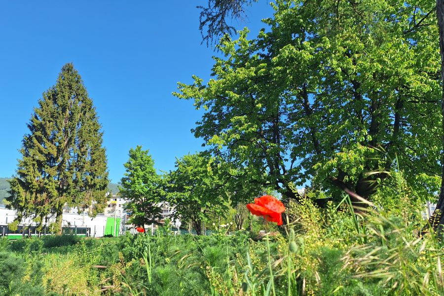 Park Daungasse © Stadt Graz/Grünraum&Gewässer Park Daungasse