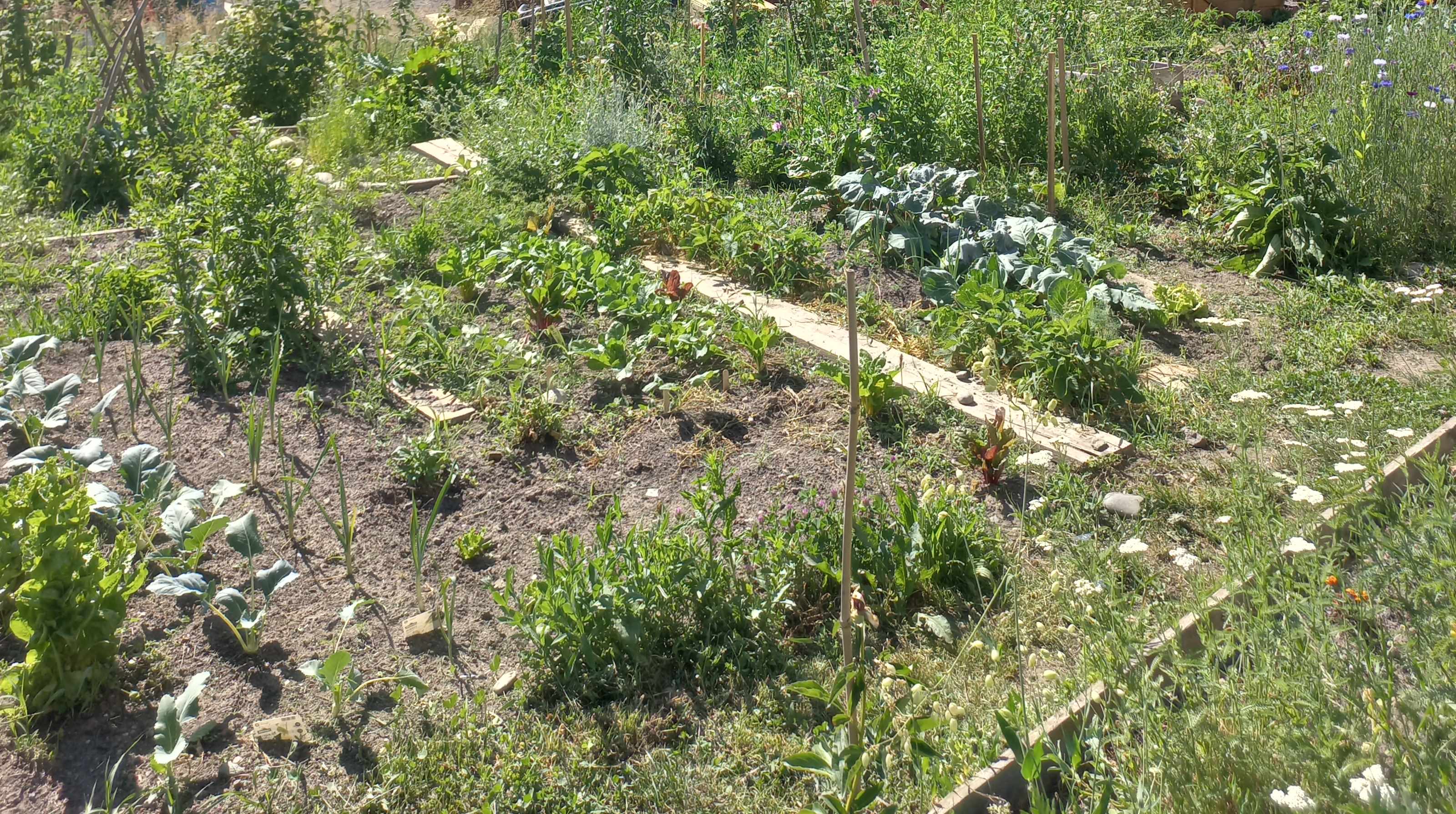 Gemeinschaftsgarten Kalvariengarten am Kalvarienberg © Stadt Graz Gemeinschaftsgarten Kalvariengarten am Kalvarienberg