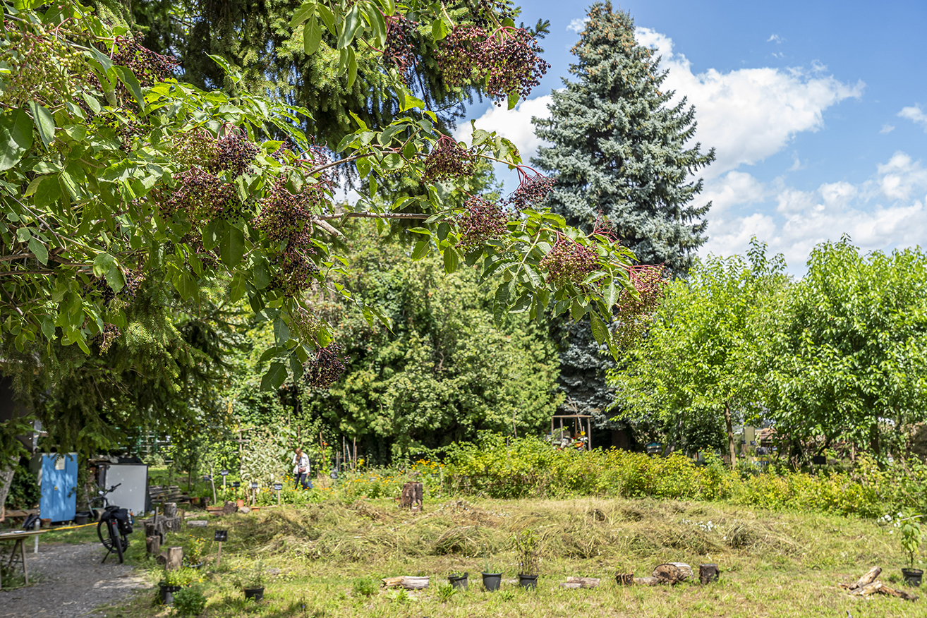 Zum Wertschätzungszentrum gehört der wunderbare Garten der Artenvielfalt. © Stadt Graz/Fischer Zum Wertschätzungszentrum gehört der wunderbare Garten der Artenvielfalt.