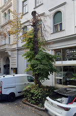Baumsterben in der Kaiserfeldgasse